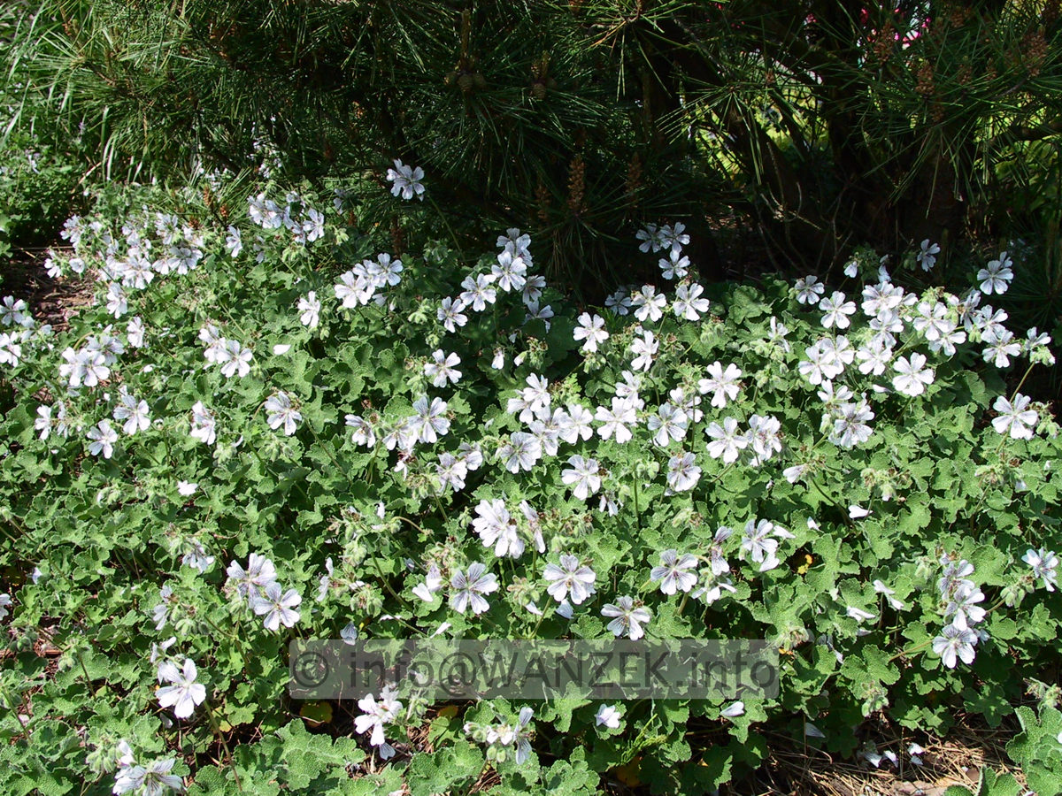 Geranium renardii 01.jpg